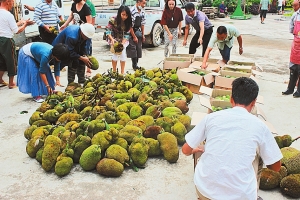 芒市街头挂满果但您千万别伸手2014年07月25