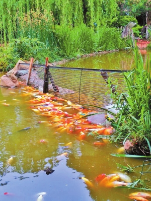 月牙潭公园锦鲤为何死了一大片2015年04月24