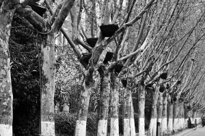 远看玉带迎风舞 美极了 近看全是塑料袋 丑哭了