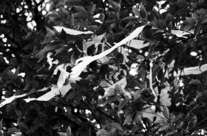 远看玉带迎风舞 美极了 近看全是塑料袋 丑哭了