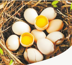 华曦无公害鸡蛋2016年08月22日 星期一A15 春